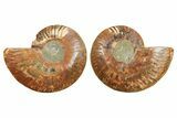 Cut & Polished, Crystal-Filled Ammonite Fossil - Madagascar #296427-1